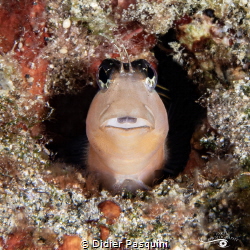 BLENNIE - Ecsenius lineatus 
ILE DE LA REUNION 2024 by Didier Pasquini 